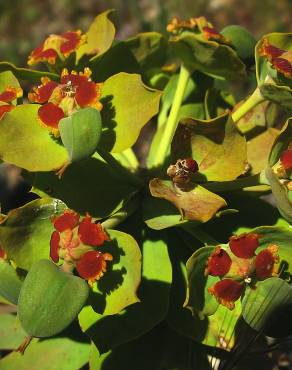 Fotografia 1 da espécie Euphorbia oxyphylla no Jardim Botânico UTAD