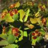 Fotografia 1 da espécie Euphorbia oxyphylla do Jardim Botânico UTAD