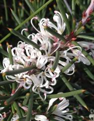 Hakea sericea