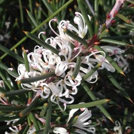 Fotografia da espécie Hakea sericea