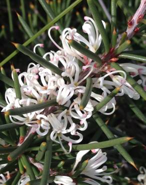 Fotografia 1 da espécie Hakea sericea no Jardim Botânico UTAD