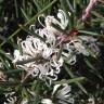 Fotografia 1 da espécie Hakea sericea do Jardim Botânico UTAD