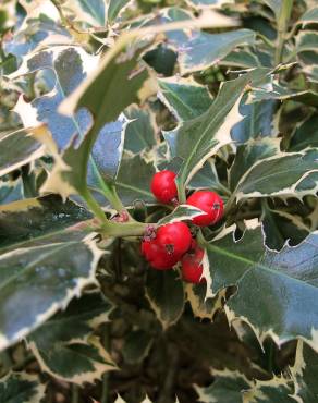 Fotografia 5 da espécie Ilex aquifolium no Jardim Botânico UTAD