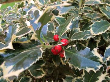 Fotografia da espécie Ilex aquifolium