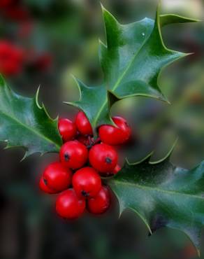 Fotografia 6 da espécie Ilex aquifolium no Jardim Botânico UTAD