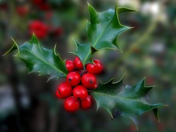 Fotografia da espécie Ilex aquifolium