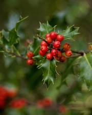 Fotografia da espécie Ilex aquifolium