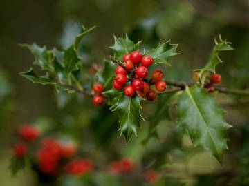 Fotografia da espécie Ilex aquifolium