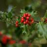 Fotografia 1 da espécie Ilex aquifolium do Jardim Botânico UTAD