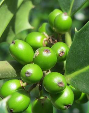 Fotografia 7 da espécie Ilex aquifolium no Jardim Botânico UTAD