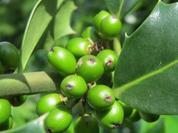 Fotografia da espécie Ilex aquifolium