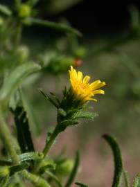 Fotografia da espécie Dittrichia graveolens