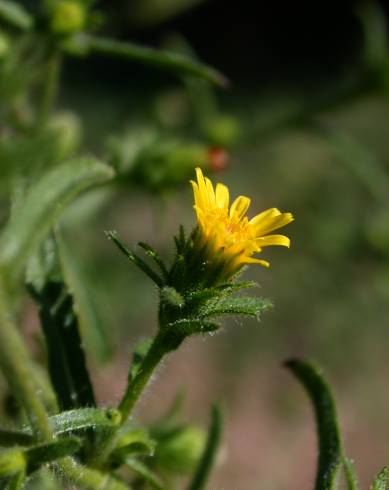 Fotografia de capa Dittrichia graveolens - do Jardim Botânico