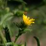 Fotografia 1 da espécie Dittrichia graveolens do Jardim Botânico UTAD