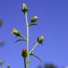 Fotografia 3 da espécie Dittrichia graveolens do Jardim Botânico UTAD