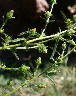 Fotografia 4 da espécie Dittrichia graveolens no Jardim Botânico UTAD