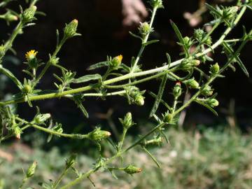 Fotografia da espécie Dittrichia graveolens