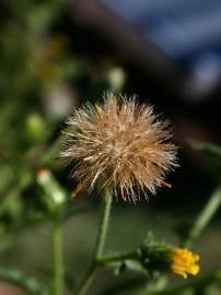 Fotografia da espécie Dittrichia graveolens