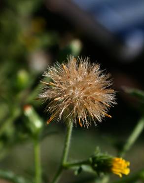 Fotografia 5 da espécie Dittrichia graveolens no Jardim Botânico UTAD