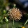 Fotografia 5 da espécie Dittrichia graveolens do Jardim Botânico UTAD