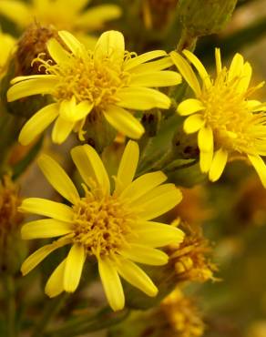 Fotografia 7 da espécie Inula viscosa no Jardim Botânico UTAD