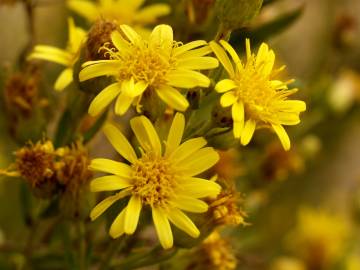 Fotografia da espécie Inula viscosa