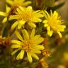 Fotografia 7 da espécie Inula viscosa do Jardim Botânico UTAD