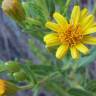 Fotografia 8 da espécie Inula viscosa do Jardim Botânico UTAD