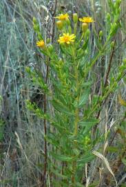 Fotografia da espécie Inula viscosa