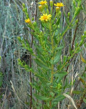 Fotografia 9 da espécie Inula viscosa no Jardim Botânico UTAD