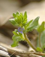 Veronica arvensis