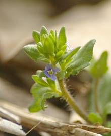 Fotografia da espécie Veronica arvensis