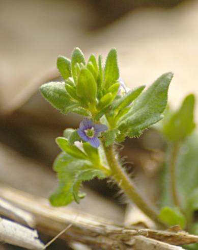 Fotografia de capa Veronica arvensis - do Jardim Botânico