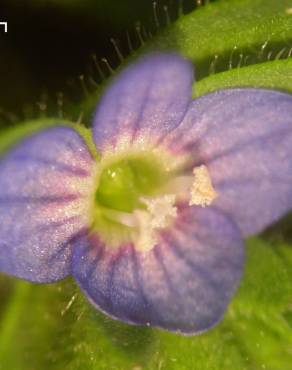 Fotografia 5 da espécie Veronica arvensis no Jardim Botânico UTAD