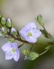 Veronica anagallis-aquatica subesp. anagallis-aquatica