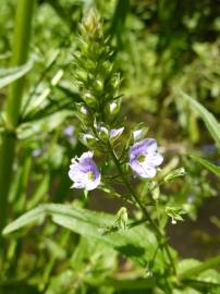 Fotografia da espécie Veronica anagallis-aquatica subesp. anagallis-aquatica