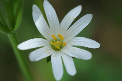 Fotografia da espécie Stellaria holostea