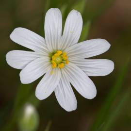 Fotografia da espécie Stellaria holostea