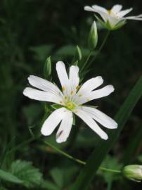 Fotografia da espécie Stellaria holostea