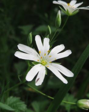 Fotografia 1 da espécie Stellaria holostea no Jardim Botânico UTAD