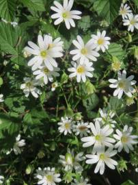 Fotografia da espécie Stellaria holostea