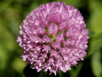 Fotografia da espécie Trifolium pratense subesp. pratense var. pratense