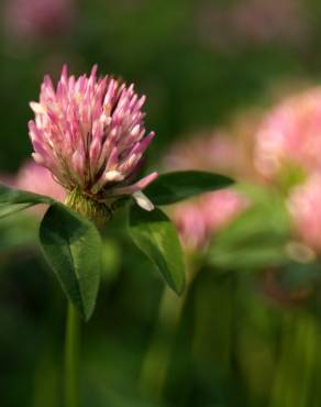 Fotografia 3 da espécie Trifolium pratense subesp. pratense var. pratense no Jardim Botânico UTAD