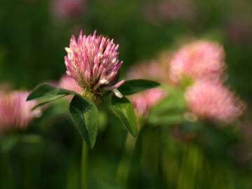 Fotografia da espécie Trifolium pratense subesp. pratense var. pratense