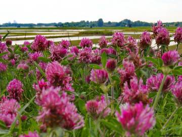 Fotografia da espécie Trifolium pratense subesp. pratense var. pratense