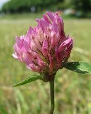 Fotografia da espécie Trifolium pratense