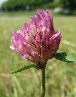 Fotografia 1 da espécie Trifolium pratense subesp. pratense var. pratense no Jardim Botânico UTAD