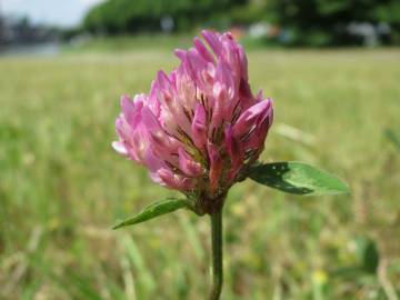 Fotografia da espécie Trifolium pratense subesp. pratense var. pratense