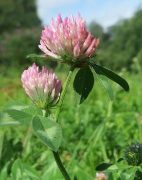 Fotografia 5 da espécie Trifolium pratense subesp. pratense var. pratense no Jardim Botânico UTAD