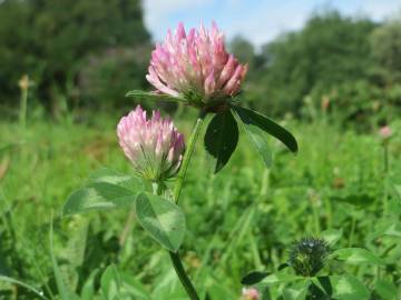 Fotografia da espécie Trifolium pratense subesp. pratense var. pratense